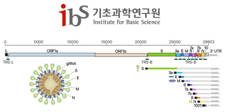 world’s first high-resolution genetic map for the new coronavirus.